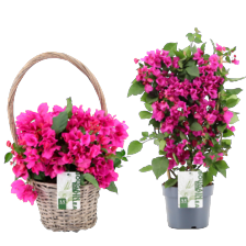 Bougainvillea in mand
potmaat ø 19 cm
hoogte ca. 50 cm
of rek
potmaat ø 21 cm
hoogte ca. 70 cm